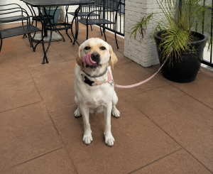 Winnie #6 Yellow Labrador Retriever Female 4 Years Old ID #3689