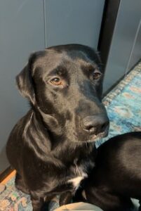 Black Labrador Mix