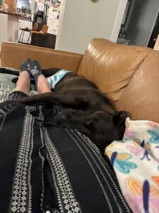 Lumira Black Labrador Mix Female ~1-2 Years Old ID#3780