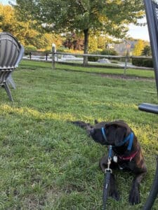 Lumira Black Labrador Mix Female ~1-2 Years Old ID#3780