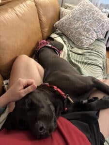 Lumira Black Labrador Mix Female ~1-2 Years Old ID#3780