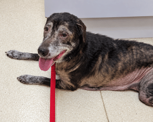 Sadie #14 Chocolate Labrador Retriever Mix Female ID #3683