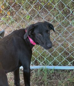 Dawn Black Labrador Retriever Mix Female ~7-8 Months Old