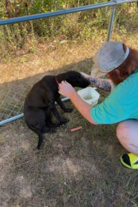 Dawn Black Labrador Retriever Mix Female ~7-8 Months Old