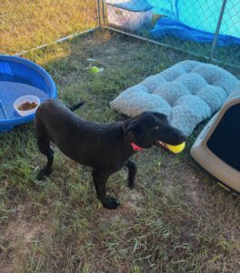 Dawn Black Labrador Retriever Mix Female ~7-8 Months Old