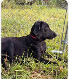 Dawn Black Labrador Retriever Mix Female ~7-8 Months Old