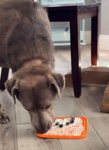 Stella #9 Silver Labrador Retriever Female 8 Years Old ID #3806