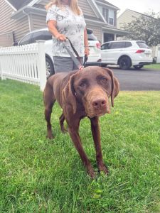 Hollow Chocolate Labrador Retriever Mix 2 Years Old