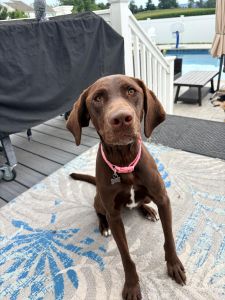 Hollow Chocolate Labrador Retriever Mix 2 Years Old