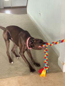 Hollow Chocolate Labrador Retriever Mix 2 Years Old