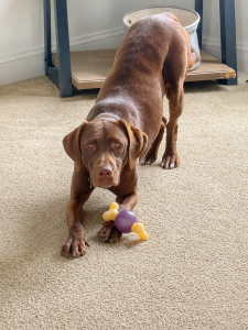 Hollow Chocolate Labrador Retriever Mix 2 Years Old