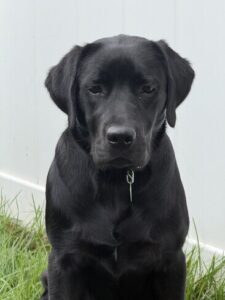 Sunshine #3 Black Labrador Female 7 Months Old ID#3807