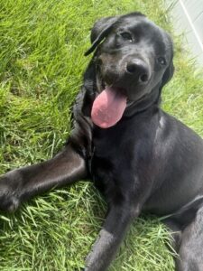 Sunshine #3 Black Labrador Female 7 Months Old ID#3807
