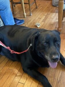 Lucky #14 Black Labrador Male 9 Years Old ID#3653