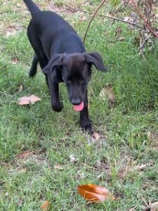 Laura Leigh Black Labrador Mix Female ~ 4 Months Old