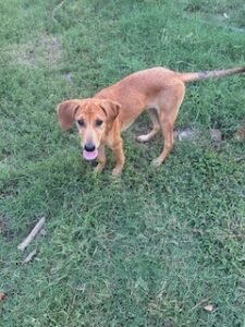 Lisa Yellow Labrador Mix Female ~4 Months Old