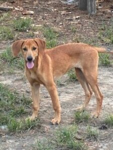 Lisa Yellow Labrador Mix Female ~4 Months Old