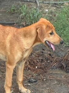 Lisa Yellow Labrador Mix Female ~4 Months Old