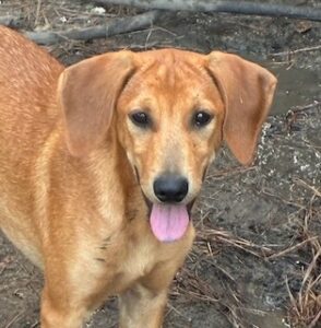 Lisa Yellow Labrador Mix Female ~4 Months Old