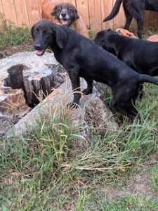 Laura Leigh Black Labrador Mix Female ~ 4 Months Old