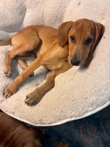 Lisa Yellow Labrador Mix Female ~4 Months Old