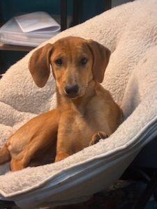 Lisa Yellow Labrador Mix Female ~4 Months Old
