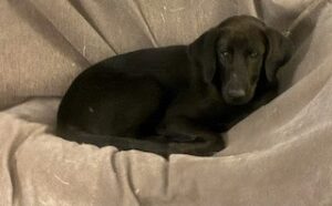Laura Leigh Black Labrador Mix Female ~ 4 Months Old