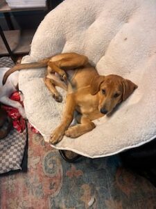 Lisa Yellow Labrador Mix Female ~4 Months Old