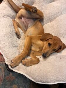 Lisa Yellow Labrador Mix Female ~4 Months Old