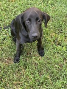 Laura Leigh Black Labrador Mix Female ~ 4 Months Old