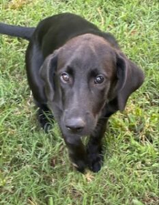Laura Leigh Black Labrador Mix Female ~ 4 Months Old
