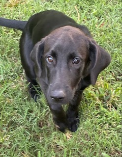 Laura Leigh Black Labrador Mix Female ~ 4 Months Old