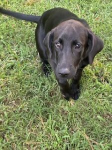 Laura Leigh Black Labrador Mix Female ~ 4 Months Old