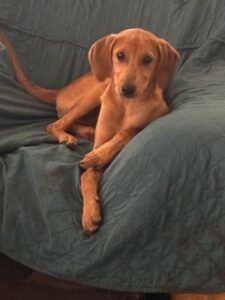 Lisa Yellow Labrador Mix Female ~4 Months Old