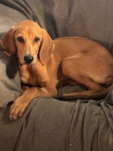 Lacey #9 Yellow Labrador Mix Female ~4 Months Old