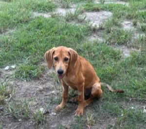 Lacey #9 Yellow Labrador Mix Female ~4 Months Old