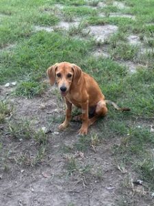 Lacey #9 Yellow Labrador Mix Female ~4 Months Old