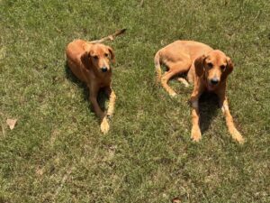 Yellow Labrador Mix