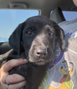 Dolly #3 Black Labrador Mix Female 2 Months Old