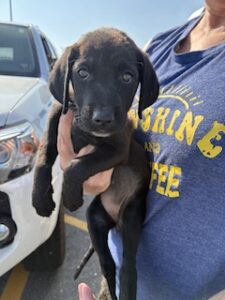 Dolly #3 Black Labrador Mix Female 8 Weeks Old