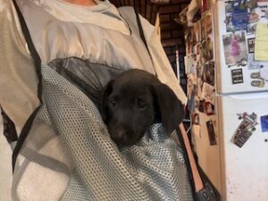 Dolly #3 Black Labrador Mix Female 8 Weeks Old