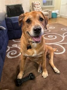 Keia Labrador-Golden Retriever Mix Female 6 Years Old ID#3624