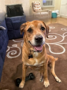 Keia Labrador-Golden Retriever Mix Female 6 Years Old ID#3624