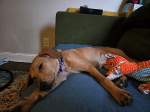 Lisa Yellow Labrador Retriever Mix Female 4.5 Months Old ID #3909