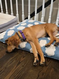 Lisa Yellow Labrador Retriever Mix Female 4.5 Months Old ID #3909