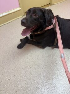 Mocha #15 Chocolate Labrador Female 5 Years Old ID#3720