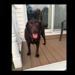 Mocha #15 Chocolate Labrador Female 5 Years Old ID#3720