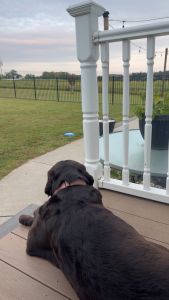 Mocha #15 Chocolate Labrador Female 5 Years Old ID#3720