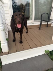 Mocha #15 Chocolate Labrador Female 5 Years Old ID#3720