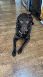 Mocha #15 Chocolate Labrador Female 5 Years Old ID#3720